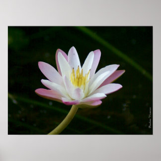 Pink water lily flower, up to 24" x 18" Photo Poster