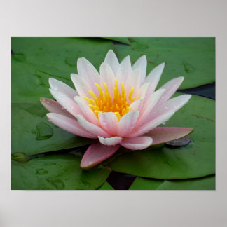 Pink Water Lily Flowers Photo Print