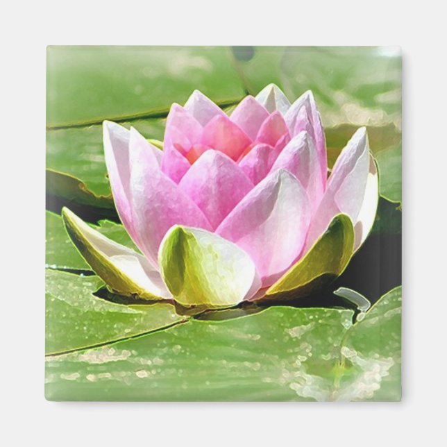 Pink Water Lily Magnet - Carré (Devant)
