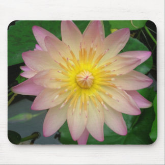 Pink Water Lily Mouse Pad