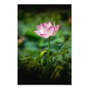 Pink Water Lily Photo Print