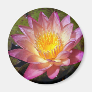 Pink Water Lily Photograph Magnet