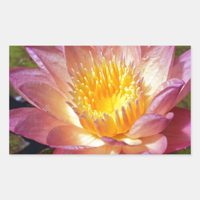 Pink Water Lily Photograph Sticker (Front)