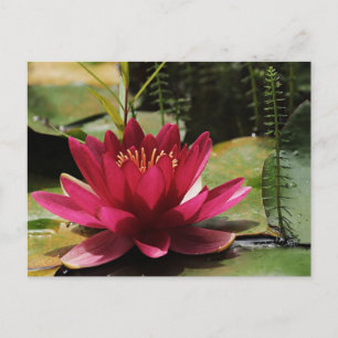 Pink water lily postcard
