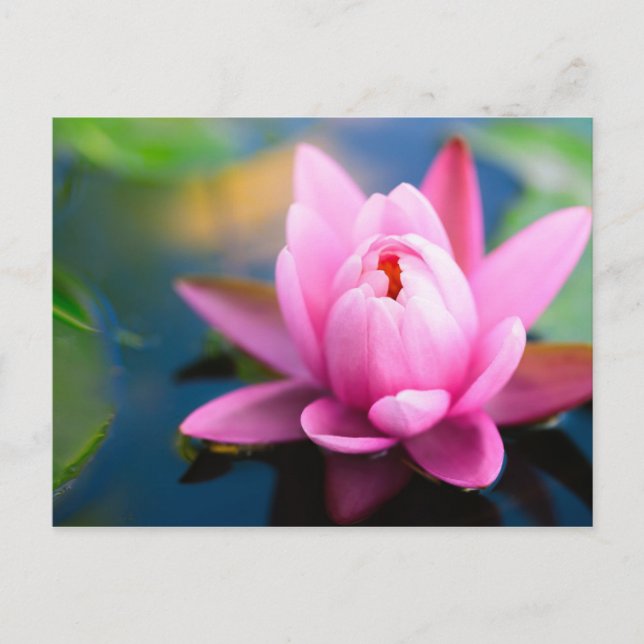 Pink Water Lily Postcard (Front)