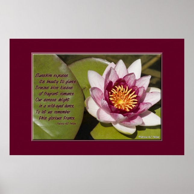 Pink Water Lily Poster (Front)