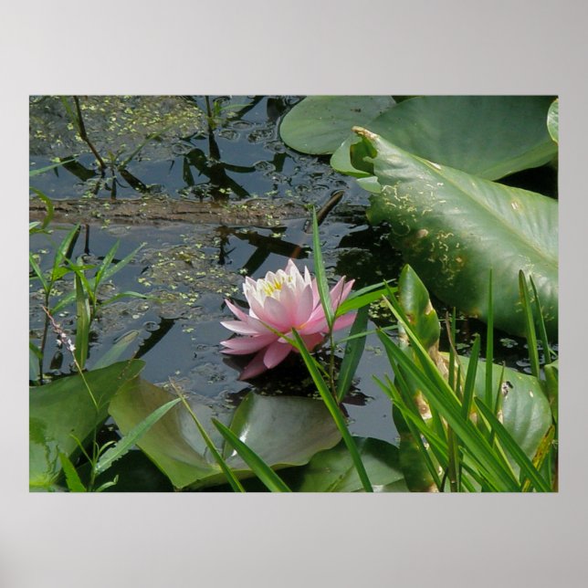 Pink Water Lily Poster (Front)