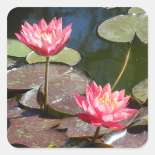 Pink Water Lily Square Sticker