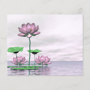 Pink waterlilies and lotus flowers flyer