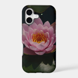 Pink Waterlily