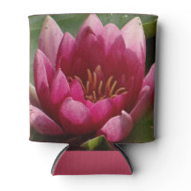 pink waterlily