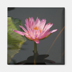 Pink Waterlily Lotus magnet
