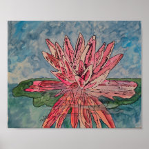 Pink Waterlily 