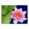 Pink Waterlily With Buddha Quote