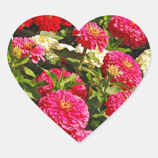 Pink, white and red zinnia flowers heart sticker (Front)