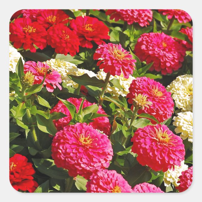 Pink, white and red zinnia flowers square sticker (Front)