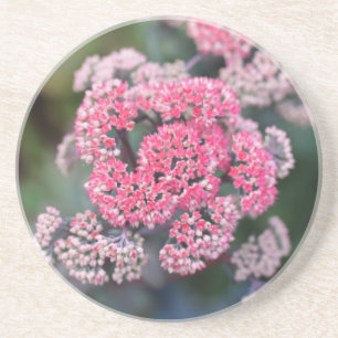 Pink & White Butterfly Stonecup Flowers Coaster