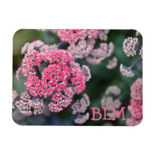 Pink & White Butterfly Stonecup Flowers Magnet