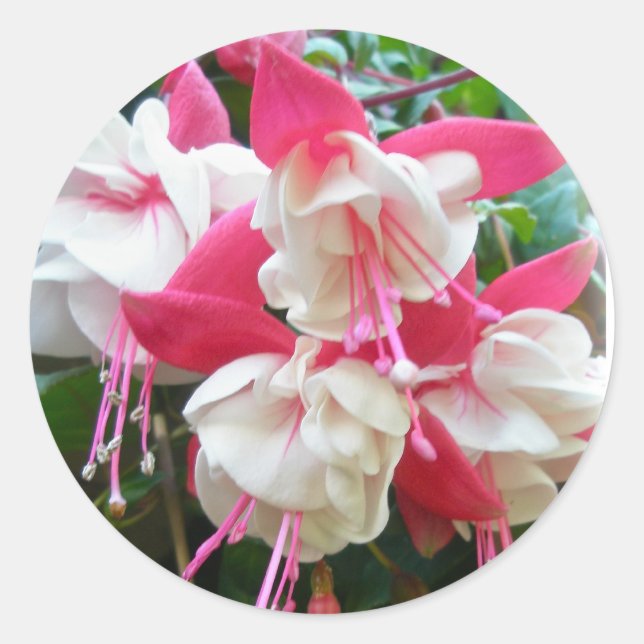 Pink & White Fuschia Stickers (Front)