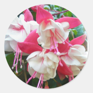 Pink & White Fuschia Stickers