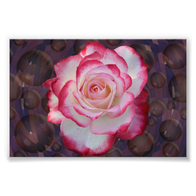 Pink & White Hybrid Tea Rose Photo Print (Front)