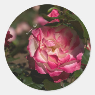 Pink & White Rose Classic Round Sticker