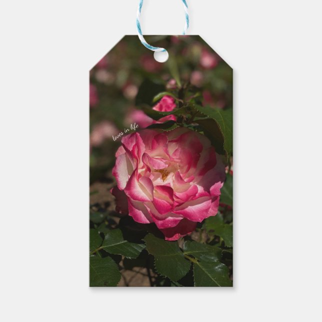 Pink & White Rose  Gift Tags (Front)