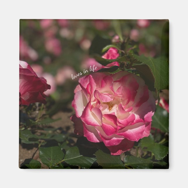Pink & White Rose Magnet (Front)
