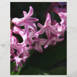 Pink-White Spring Flowers