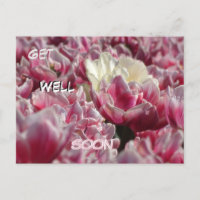 Pink White Tulips Pattern Get Well Soon Postcard
