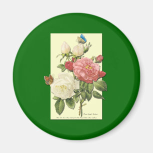 Pink White Vintage Botanical Roses Magnet