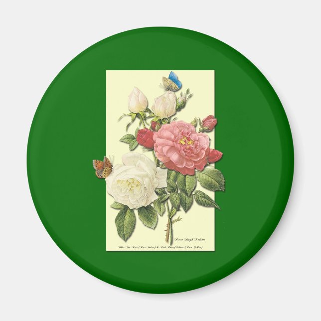 Pink White Vintage Botanical Roses Magnet (Front)