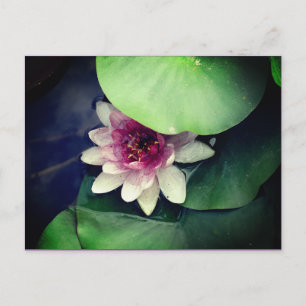Pink , White Water Lilly Photography Postcard
