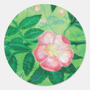 Pink Wild Rose Illustration Classic Round Sticker