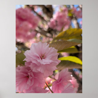 Pink Yaezakura Blossom Poster
