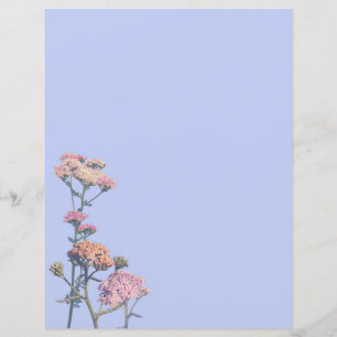 Pink yarrows on a purple background