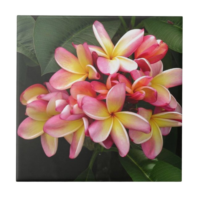 Pink, Yellow and Red Plumeria Flowers Tile (Front)
