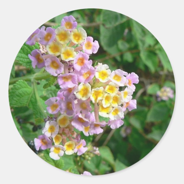 Pink Yellow And White Flowers Classic Round Sticker (Front)