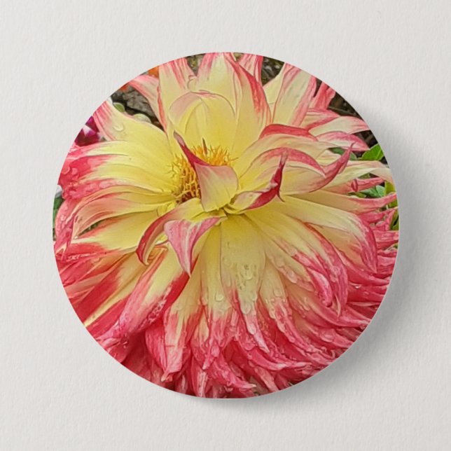Pink & Yellow Dahlia  3 Inch Round Button (Front)