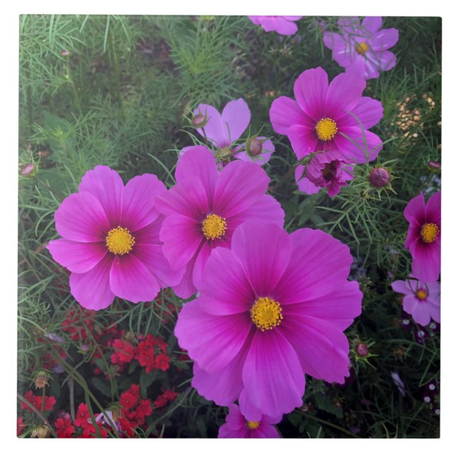 Pink & Yellow Daisy Flowers Ceramic Tile (Front)