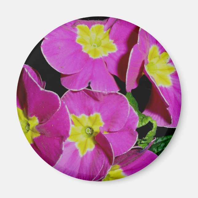 Pink Yellow Primrose Magnet (Front)