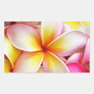 Pink Yellow Purple Plumeria Frangipani Flowers Sticker