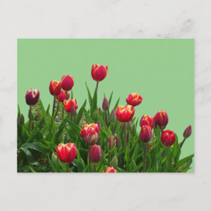 Pink Yellow Purple Tulips Cust.BG DIY Postcard