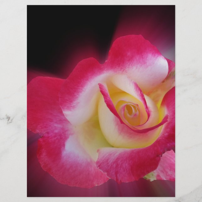 pink yellow rose (Front)