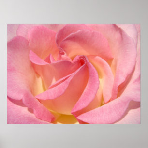 Pink Yellow Rose Flower Spiral Fine Art Prints