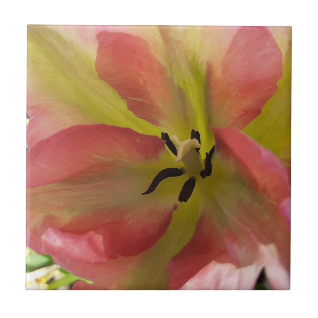 Pink & Yellow Tulip Ceramic Tile (Front)