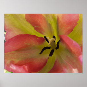 Pink & Yellow Tulip Poster