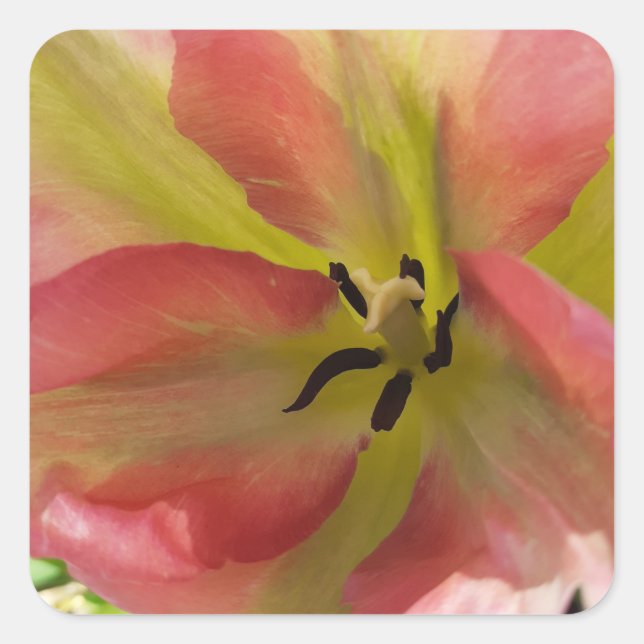 Pink & Yellow Tulip  Square Sticker (Front)