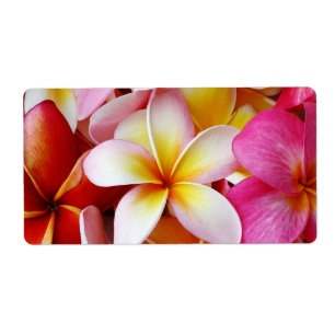 Pink Yellow  White Mixed Plumeria Flower