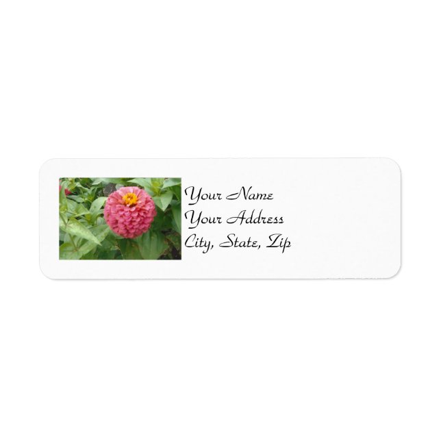 Pink Zinnia (Front)